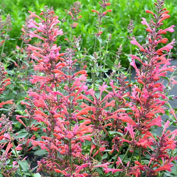 Agastache ‘Kudos Coral'