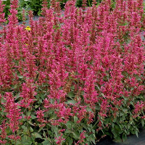 Agastache ‘Morello'