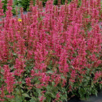 Agastache ‘Morello'