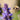 agastache purple haze