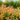 Agastache Poquito™ Orange (Hummingbird Mint) OVD