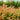Agastache 'Poquito™ Orange' (Hummingbird Mint)