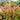 Agastache 'Poquito™ Orange' (Hummingbird Mint)