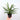 Aglaonema 'Cutlass'