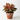 Aglaonema Red Siam