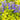 Ajuga 'Cordial Canary' (Bugleweed)