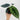 Alocasia baginda 'Dragon Scale'