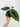 Alocasia baginda 'Dragon Scale'