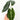 Alocasia Micholitziana 'Frydek Velvet Elvis'