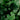 alocasia regal sheid bushy