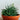 aloe hedgehog