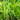 Andropogon gerardii (Big Blue Stem: Ornamental Grass) GLV