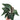Anthurium AOS Hybrid