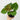Anthurium Clarinervum