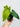 Anthurium papillilaminum x nigrolaminum 'Gigi'