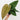 Anthurium radicans x luxurians 
