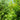 Thuja 'Green Giant' (Western Arborvitae)