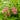 Asclepias incarnata (Swamp Milkweed)