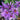 Aster 'Purple Dome' (New England Aster)