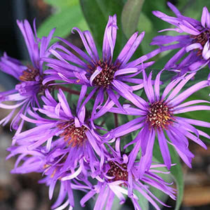 Aster 'Purple Dome'