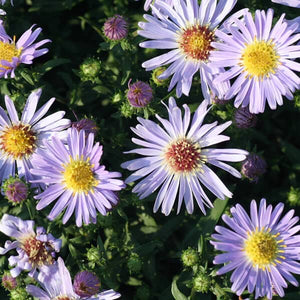 Aster 'Wood's Light Blue'