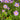 Aster 'Bluebird' (Smooth Aster)