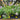 Aster 'Raydon's Favorite' (Aromatic Aster)
