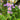 Aster 'Raydon's Favorite' (Aromatic Aster)
