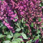 Astilbe ‘Maggie Daley’