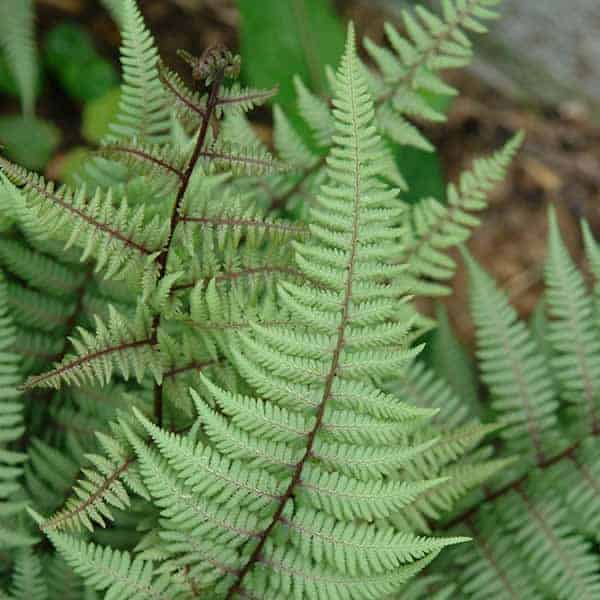 Athyrium 'Ghost' Fern