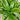 Dracaena Carmen/Art