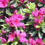 Azalea ‘Girard's Fuchsia’