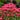 Monarda SUGAR BUZZ® 'Cherry Pops' (Bee Balm)