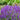 salvia purple violet profusion