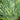 Panicum amarum (Beach Grass- Ornamental Grass) GLV
