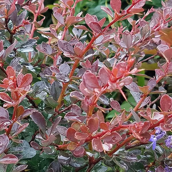 Berberis WorryFree® Crimson Cutie®