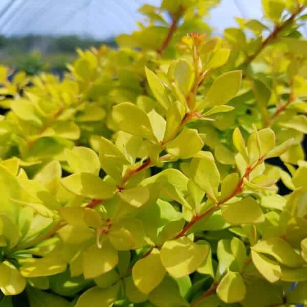 Berberis WorryFree® Lemon Glow®