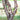 Betula 'Heritage' (Clump River Birch)
