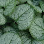 Brunnera ‘Silver Heart’