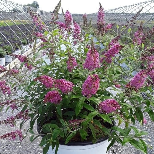 Buddleia 'Miss Ruby'