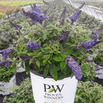 Buddleia 'Pugster Blue'