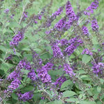 Buddleia Lo & Behold® 'Blue Chip Jr.'