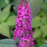 Buddleia 'Miss Ruby'