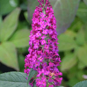 Buddleia 'Miss Ruby'