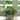 button fern