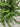 button fern close up