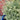 buxus Variegata 1 boxwood variegated