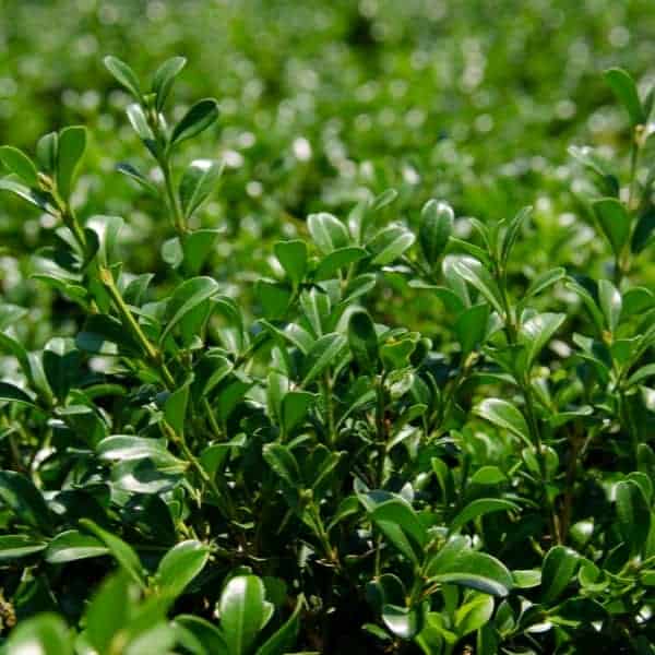 Boxwood Buxus NewGen Independence