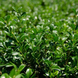 Boxwood Buxus NewGen Independence