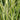 Calamagrostis 'Eldorado' (Ornamental Grass)